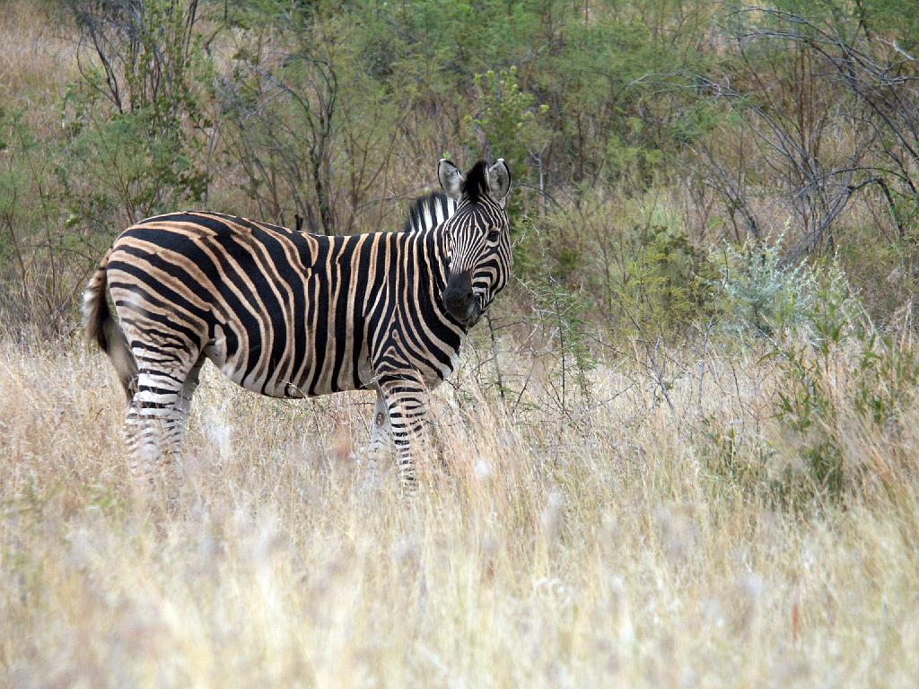 090516_Pilanesberg 023.jpg